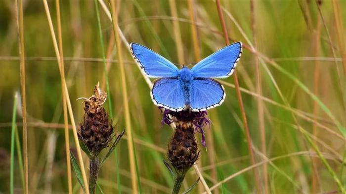 Adonis Blue butterfly on a plant in the grass.