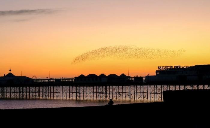 Brighton Beach and Brighton Palace Pier at sunset. Starling murmurations over the pier.