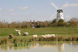 Sheep on Green Ridge