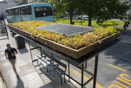 A living roof on the top of a Brighton bus stop. 