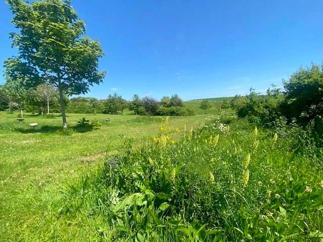 A well kept, mown meadow, with patches of lush wild grass and flowers. A line of trees can be seen in the distance, and the green crest of a further hill. IT is a sunny day and the cloudless sky is blue.