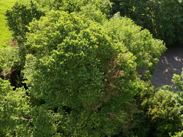 A picture of an elm tree from above