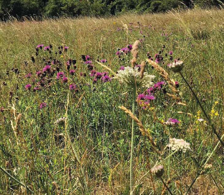 Tall grass with purple flowers in the foreground