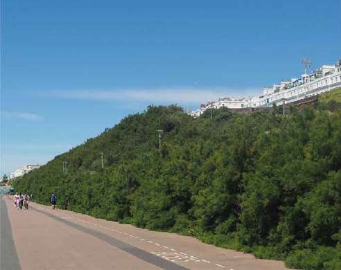 Madeira Drive viewed from the East. To the right of the road is a large mass of tall, thick bushes