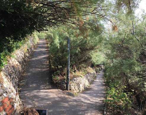 View from a sharp bend in the path within Duke's Mound. The edges of the path are overgrown with bushes and branches hang over the width of the path