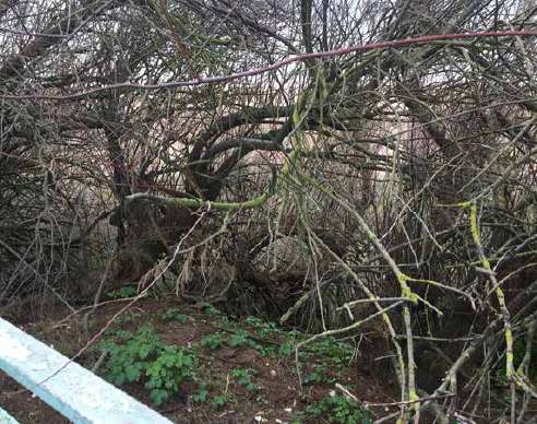 View into the bushes and trees at the edge of the path in Duke's Mound, showing the non-native Tamarisk