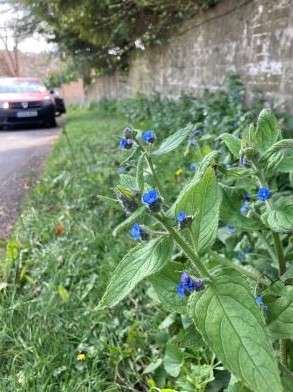 Withdean Rise grass verge with long grass, purple flowers and a car parked in the background.