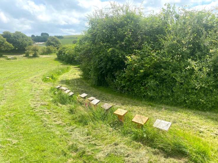 A wildflower meadonw on a sunny day. A series of wooden plaques are nestled in wild grass in the shade of some trees.