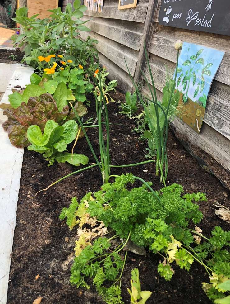 Vegetable bed in Acorn nursery garden