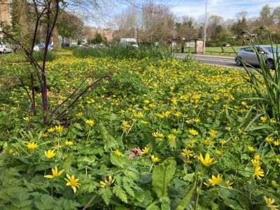 Lesser Celandine Road verge off London Rd in Brighton showing tall grass and flowers