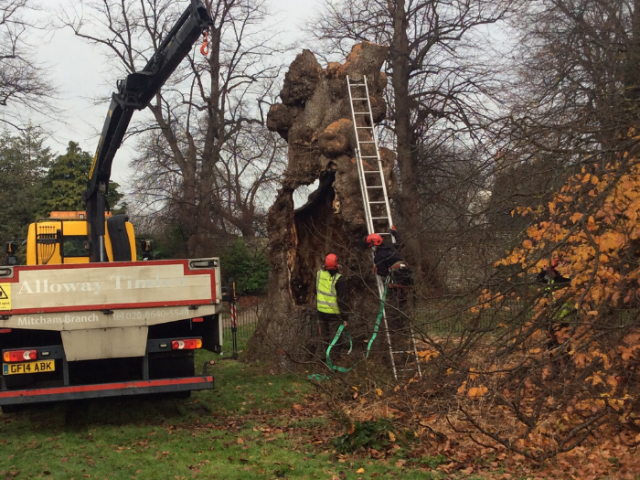 Felling one of the Preston Twin elms