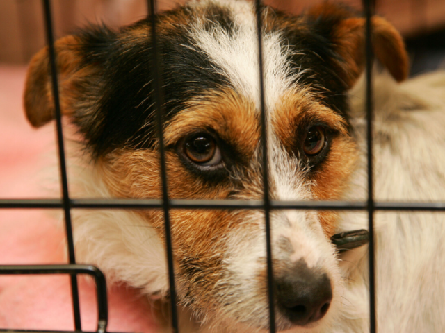 A dog through a cage