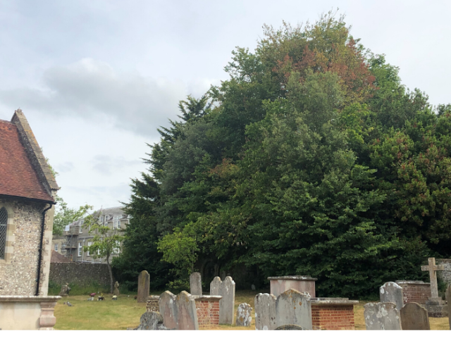 Image of diseased Elm tree