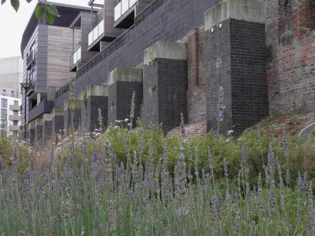 View of the Greenway near Brighton Station, showing new homes and wildflower planting