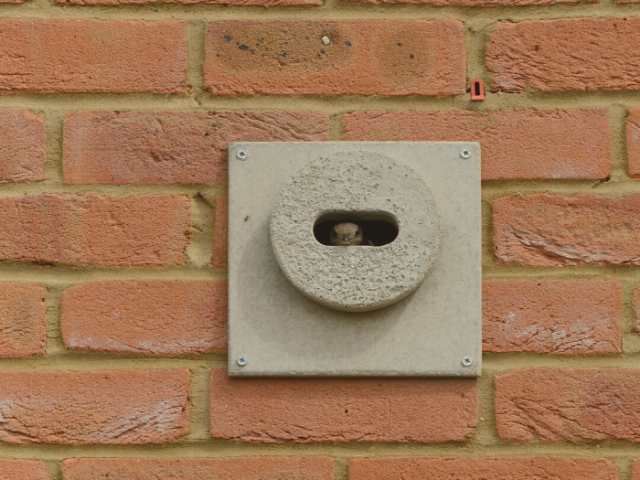 Swift brick erected in a brick wall, with swift inside