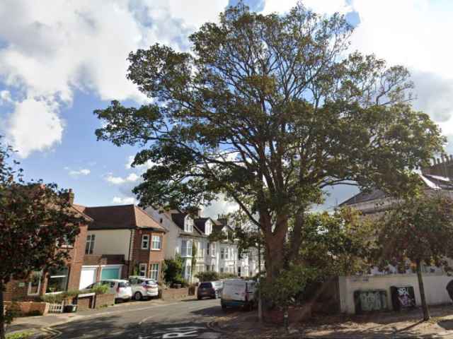 Image of sycamore tree to be removed by the council 