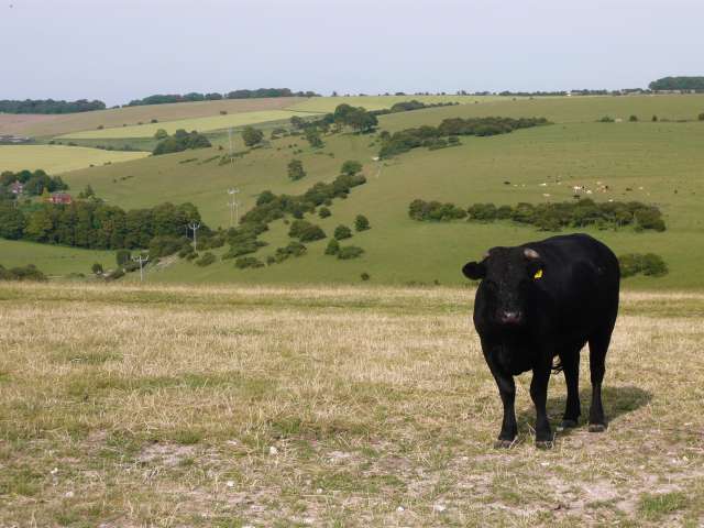 Photo of a cow on the South Downs