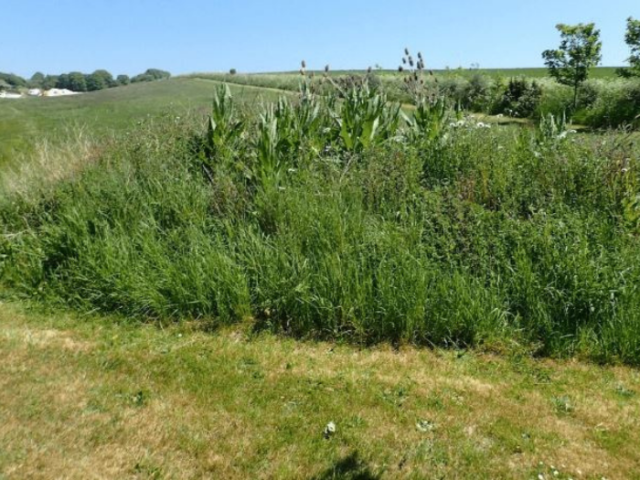 Image of B Bank at Woodingdean Memorial Park