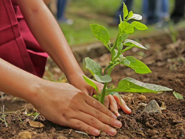 Someone planting a tree sapling