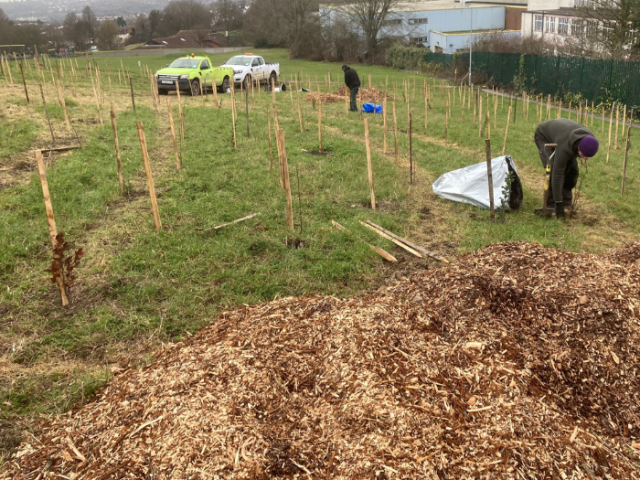 Tree planting at Carden Hill.