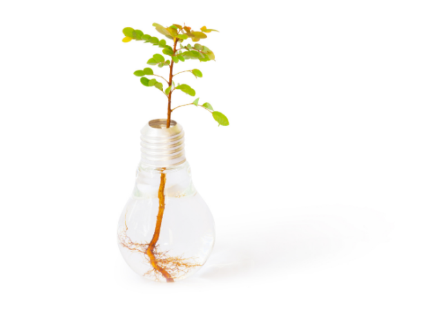 Picture of a lightbulb being used as a vase holding a new plant with roots showing at the bottom