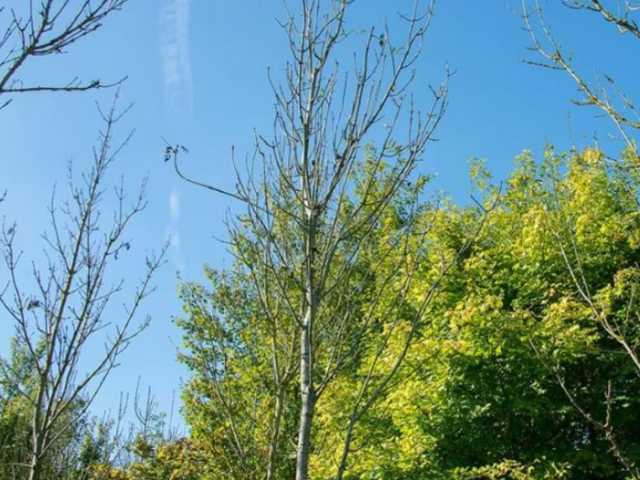 Image of ash trees affected by the fungal disease Ash dieback