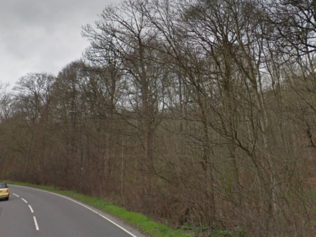 Image of Coldean Lane and the trees that need removed due to them being diseased and dying.