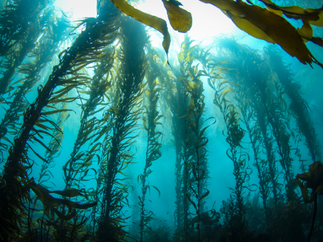 Underwater kelp forest