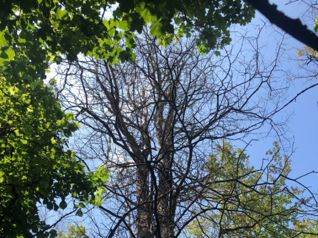 Photograph of an infected elm in Coldean Woods