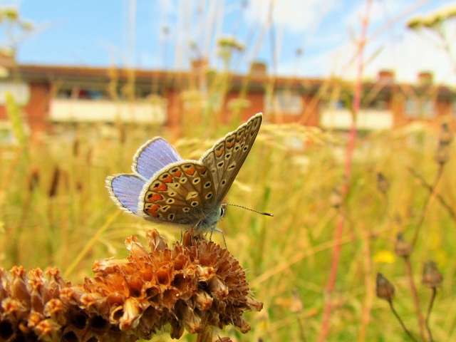 Common Blue butterfly in grassland on Brighton's Bates Estate; courtesy of The Living Coast