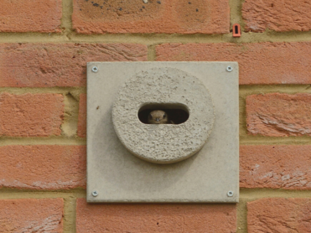 Picture of a swift peeping out from a nesting box embedded in a brick wall