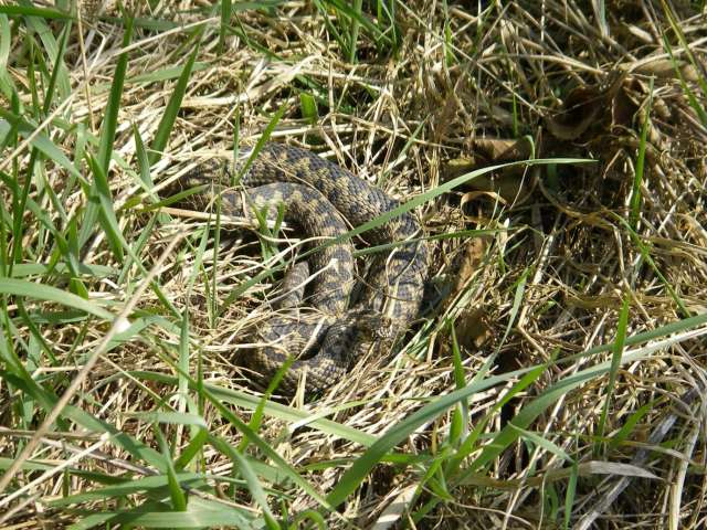 An adder nestling in grass on the South Downs which surround Brighton & Hove