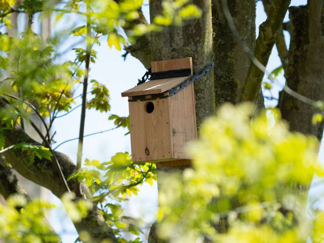 Starling nesting box on a tree in the Royal Pavilion Garden