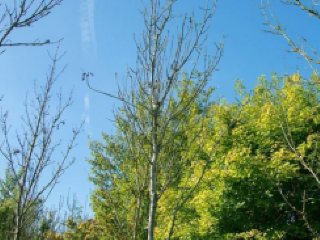 Ash tree with, blue sky and different trees in background