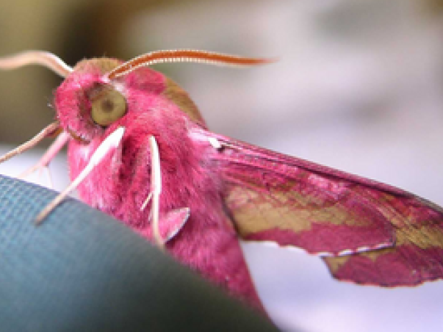 Close up picture of a Small Elephant Hawk Moth