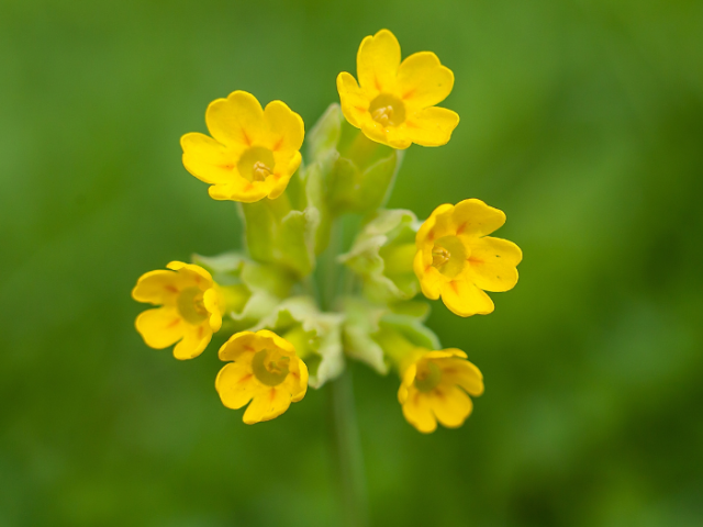 Close up of a yellow cowslip with six flowers against a background of blurred grass