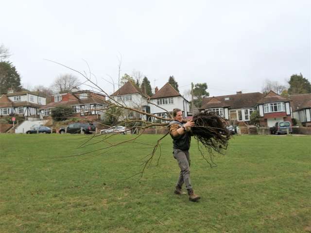 Woman carrying a young tree prior to planting in Barn Rise, Brighton