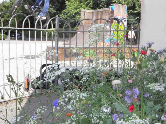 Wildflowers by a skate ramp. A boy jumps on his skateboard.