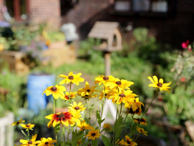 Flowers in the garden at Rose Hill Court, Brighton.