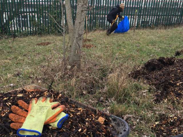 Wheelbarrow, gloves and a person taking part in tree planting.