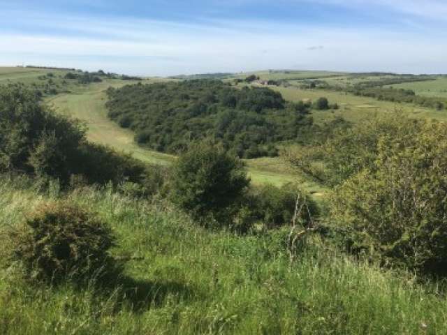 a view of rolling green hills down toward the sea. A patchwork of different habitats can be seen - shrubs, trees and grassland