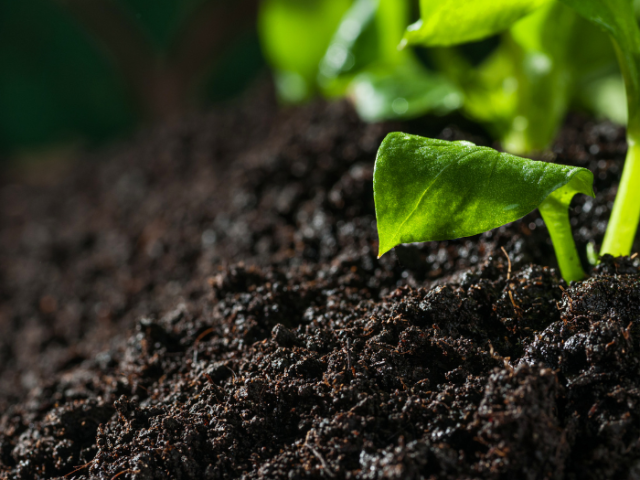 A close-up photo of soil with some sprouting leaves