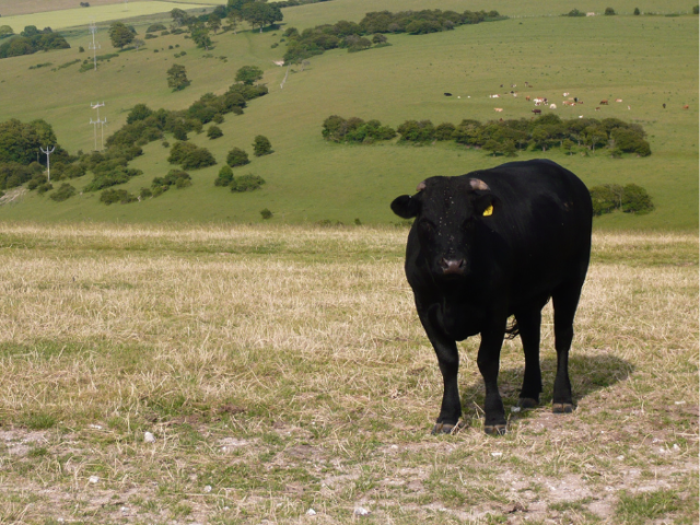 Cow grazing on city downland