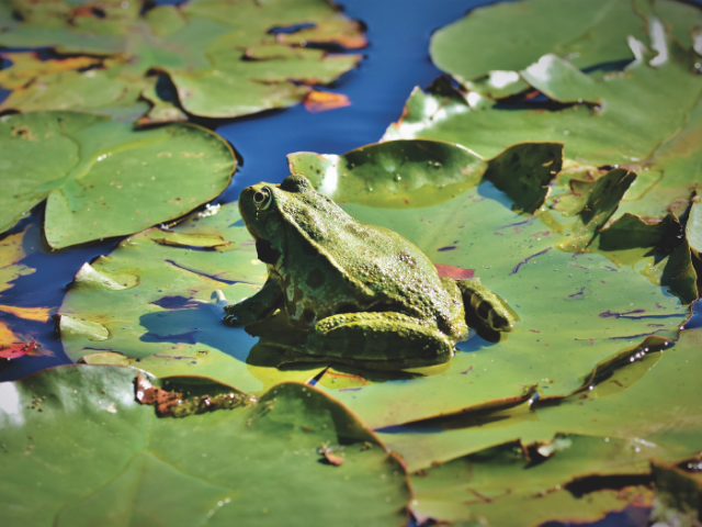 A photo of a toad sat on a lilypad