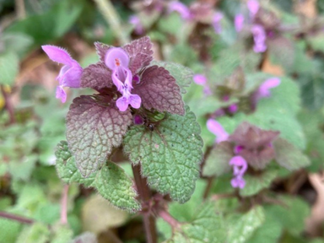 A close-up photo of red dead-nettle