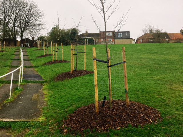 Photograph of a line of newly planted trees being held by wooden stakes in a park.