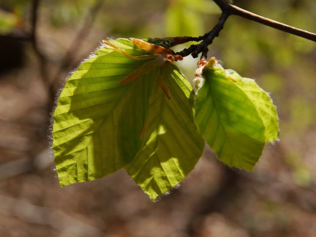 Photo of elm leaves on an elm tree.