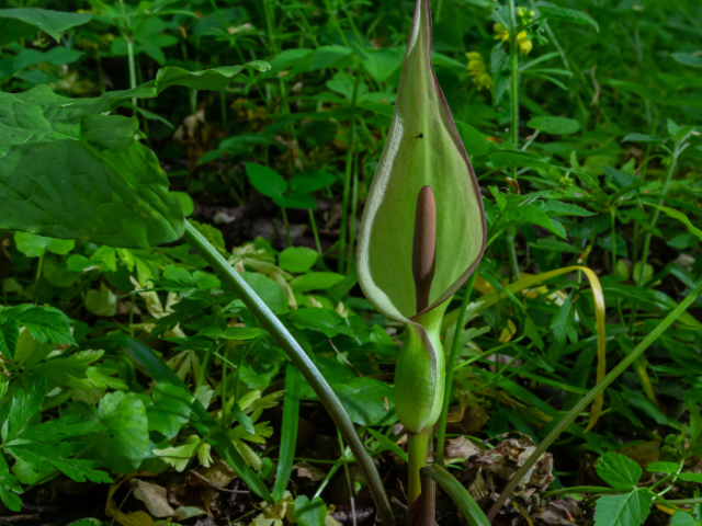 A photo of the Lords and ladies plant