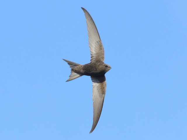 A swift in full horizontal flight with its wings pointing upwards and downwardsagainst a clear blue sky