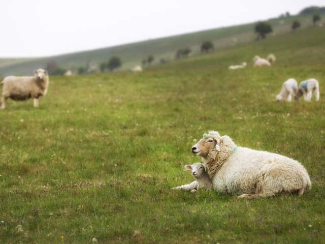 Sheep on the Downs: sheep in foreground lying down